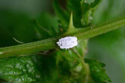 9 techniques pour débarrasser vos plantes définitivement et naturellement des cochenilles