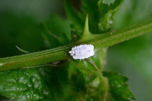À épingler : 9 techniques pour débarrasser vos plantes définitivement et naturellement des cochenilles