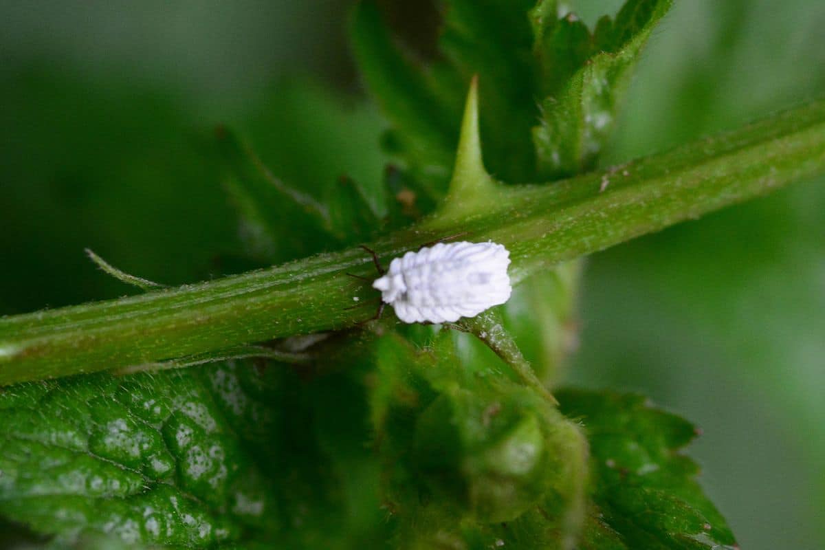 9 techniques pour débarrasser vos plantes définitivement et naturellement des cochenilles