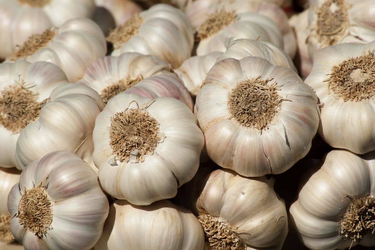 Ail jaunit dans le jardin : À quoi est-ce dû et comment éviter cela ?