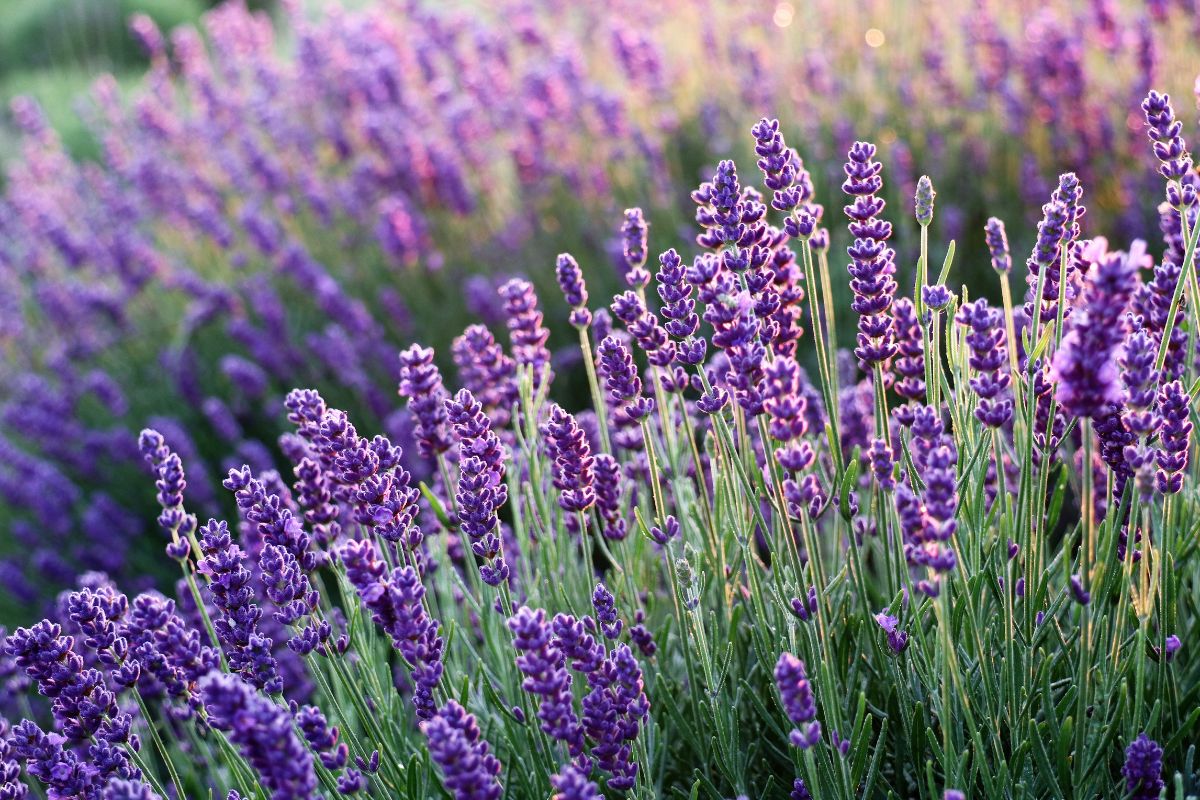 Certaines plantes sont-elles réellement capables de repousser efficacement les moustiques ?