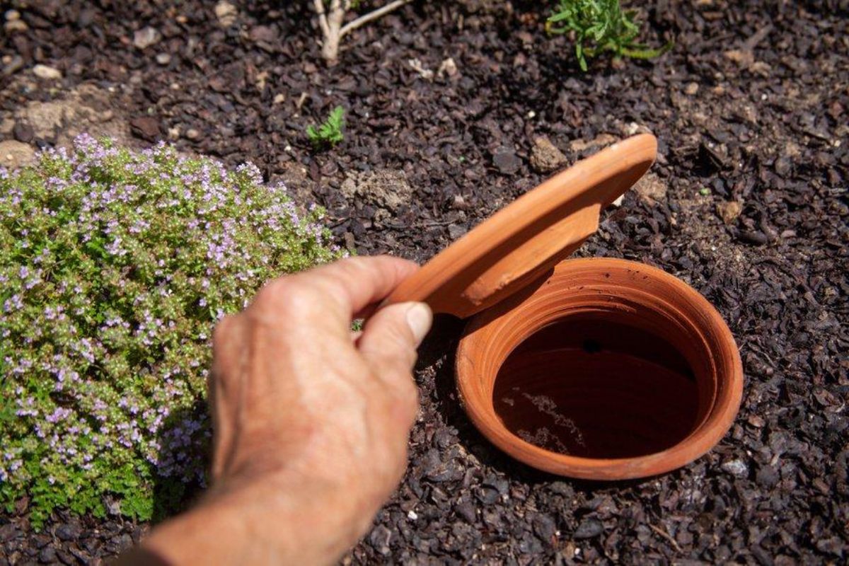 Cette astuce faite maison va vous permettre d'arroser automatiquement votre potager pendant les périodes de sécheresse !