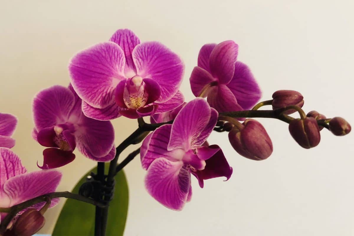 Cette astuce peu connue redonnera des fleurs à coup sûr aux orchidées de votre maison !