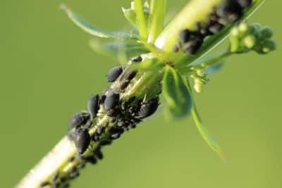 Cette recette simple, naturelle et fait maison peut vous servir de répulsif contre les pucerons dans le jardin