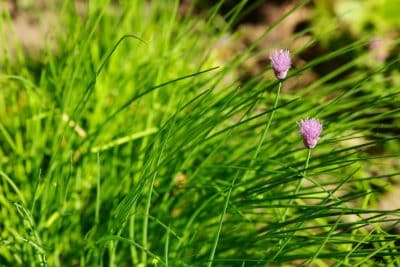 Ciboulette dans le jardin : Les bons gestes à adopter pour améliorer leur croissance