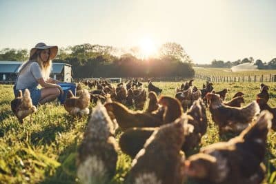 Comment s'occuper des poules pour qu'elles restent en bonne santé malgré les fortes chaleurs ?