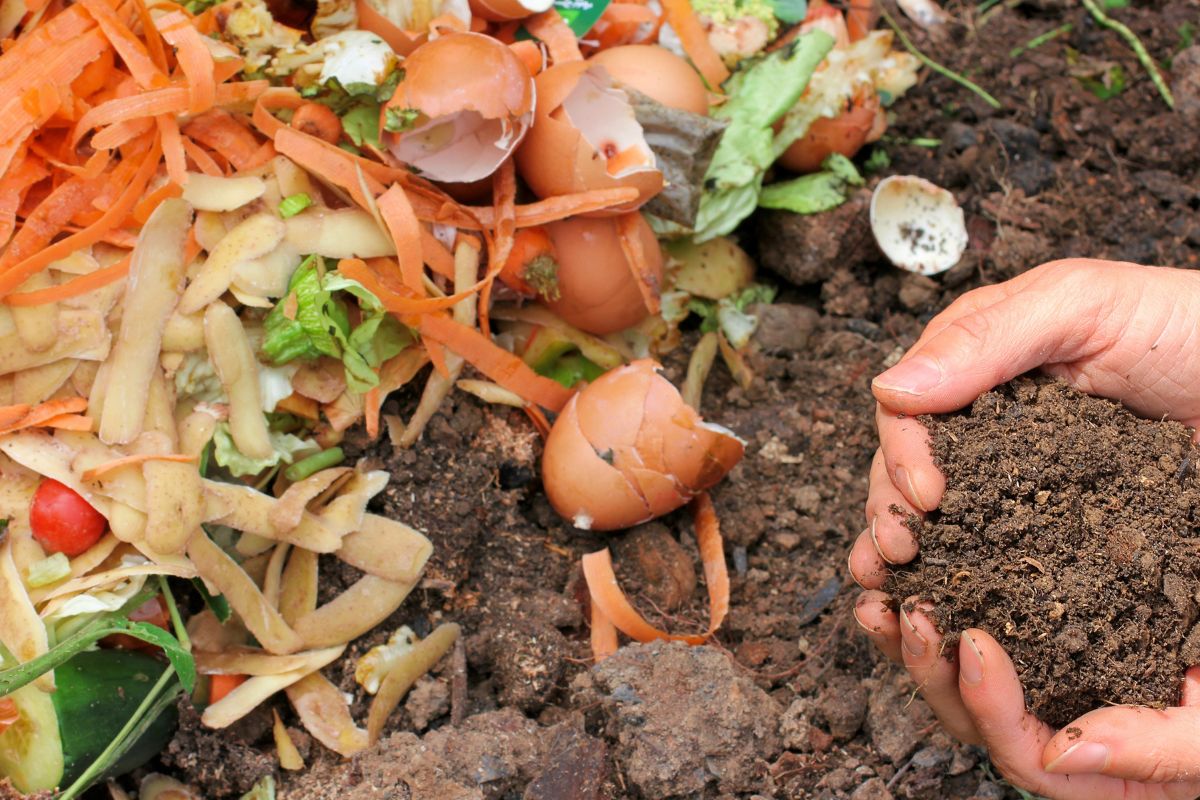 Compost : 8 aliments à ne surtout pas composter si vous voulez éviter les mauvaises surprises !