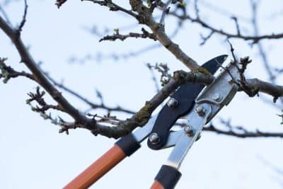Connaissez-vous ces astuces infaillibles pour tailler vos arbres et être sûr de le faire correctement ?