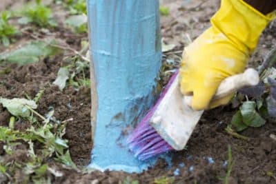 Connaissez-vous cet incontournable à utiliser au jardin et au potager