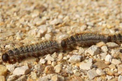 Découvrez ce nouveau piège écologique très efficace pour lutter contre les chenilles processionnaires