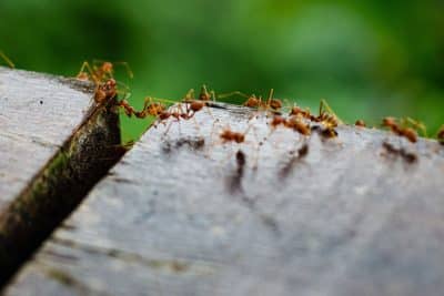 En utilisant cette méthode simple, les fourmis s'enfuiront de votre jardin en moins de 20 secondes !