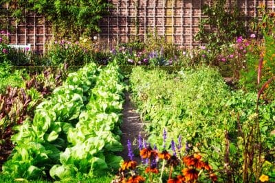 Jardin : 5 astuces pour s'adapter au changement climatique au potager !