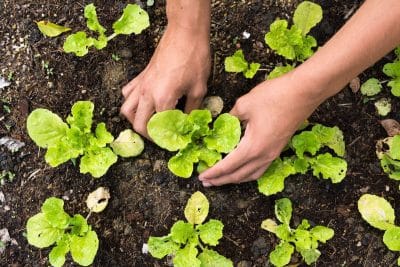 Juin le mois du jardinage planter, semer, récolter ou protéger