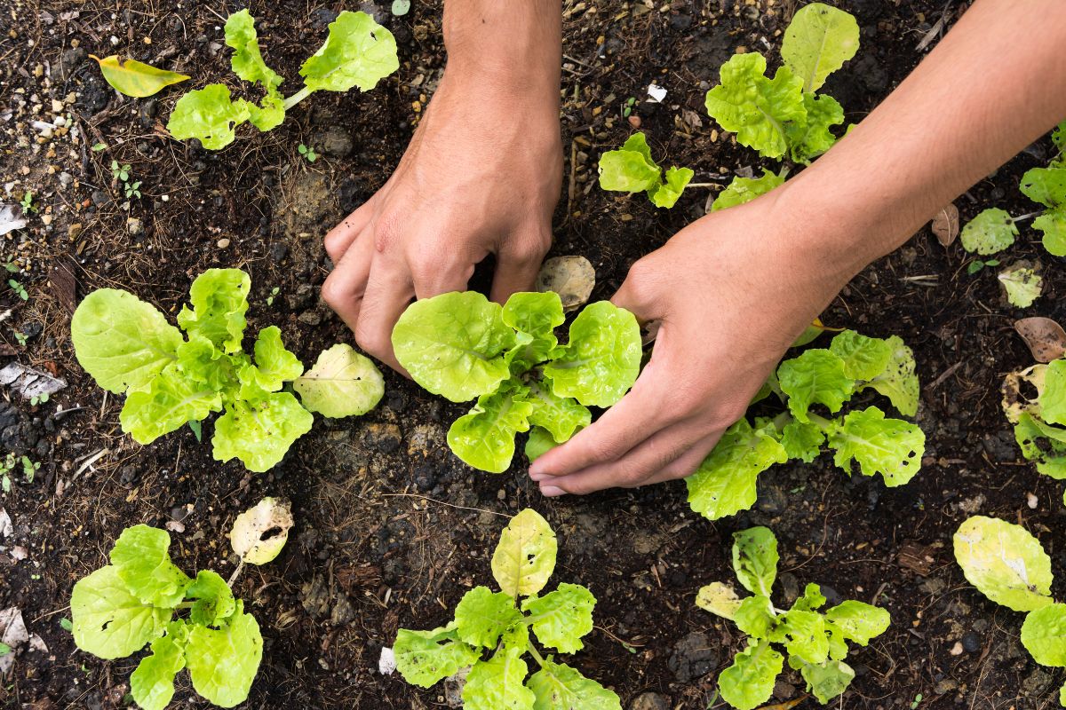 Juin le mois du jardinage planter, semer, récolter ou protéger