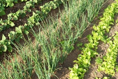 Les 10 légumes à planter à côté de vos haricots pour augmenter leur productivité