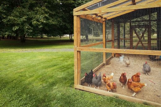 À épingler : Les amendes que vous risquez de recevoir si vous ne vous êtes pas renseigné avant d’installer un poulailler dans votre jardin
