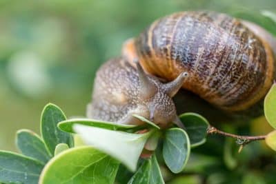 Les escargots sont de retour dans votre jardin ? Voici les 5 solutions naturelles pour les faire fuir