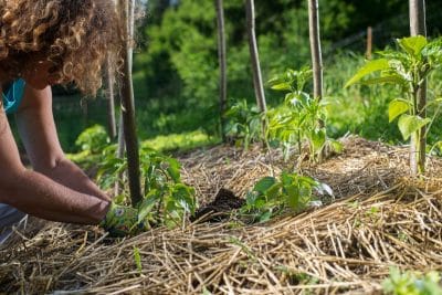 Paillage du jardin Dans quelles circonstances ne faut-il surtout pas l'utiliser