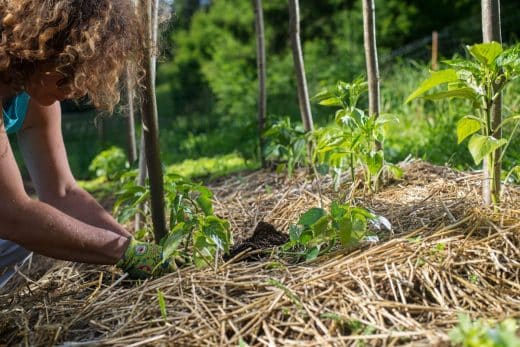 À épingler : Paillage du jardin : Dans quelles circonstances ne faut-il surtout pas l’utiliser ?