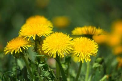 Pissenlits dans la pelouse : Comment s'en débarrasser et éviter son retour au jardin ?