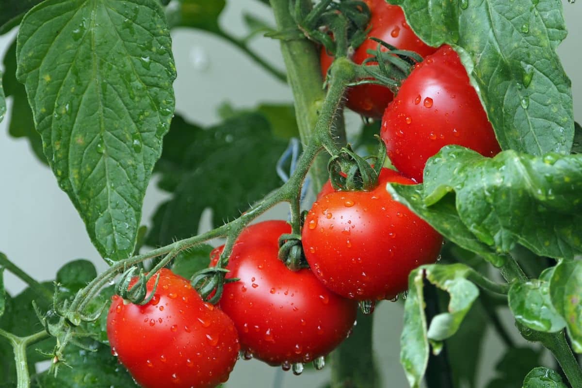 Potager : 4 astuces méconnues pour avoir de belles tomates juteuses !