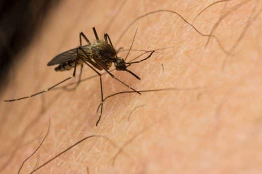 À épingler : Pourquoi les moustiques s’attaquent plus à certaines personnes que d’autres ? Voici la vraie raison