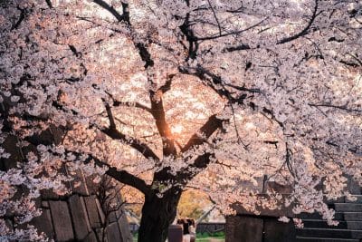 Que faire si le cerisier de votre jardin produit des fleurs, mais pas de fruits ?