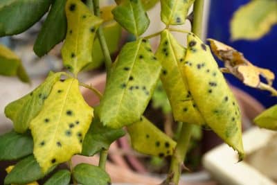 Que signifient les taches noires sur les feuilles de rosier et comment s'en débarrasser ?