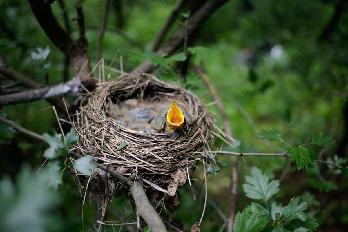 Quel comportement adopter si vous voyez un oisillon tomber du nid ? Les gestes à éviter et à adopter