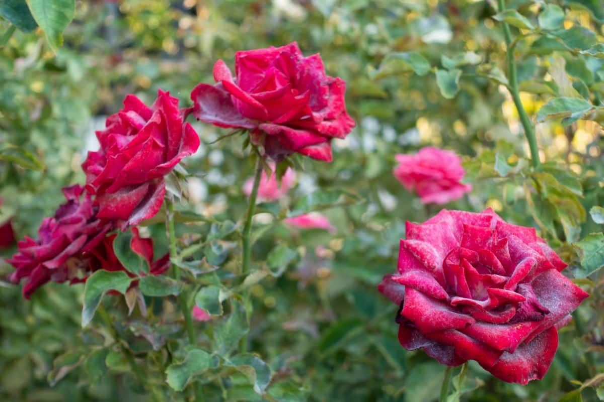 Quelles sont les différentes maladies que peut attraper un rosier dans le jardin au mois de juin ?