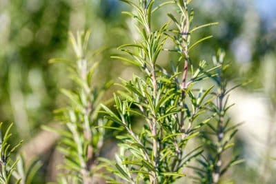 Sécheresse : Quelles sont les plantes aromatiques qui ne risquent pas de mourir sans eau ?