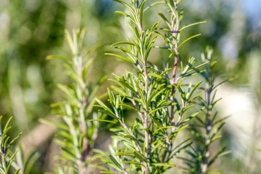 À épingler : Sécheresse : Quelles sont les plantes aromatiques qui ne risquent pas de mourir sans eau ?