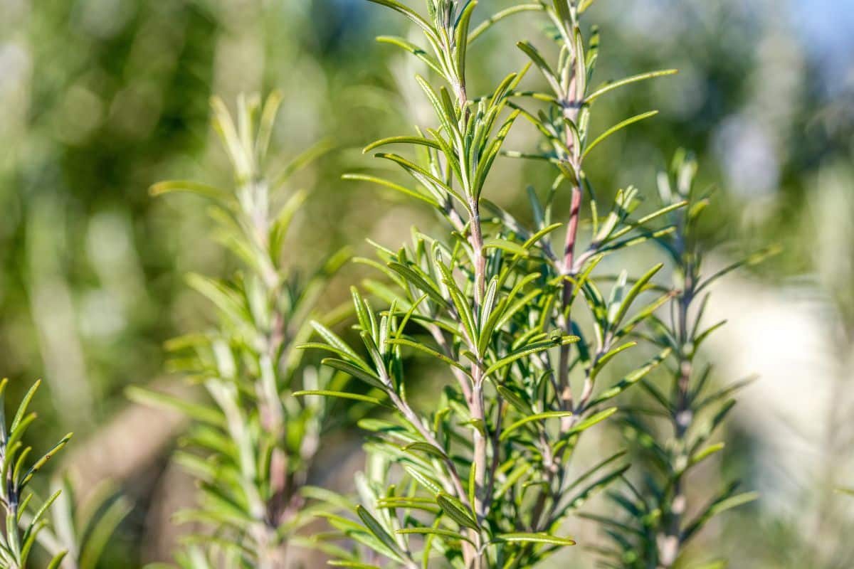 Sécheresse : Quelles sont les plantes aromatiques qui ne risquent pas de mourir sans eau ?