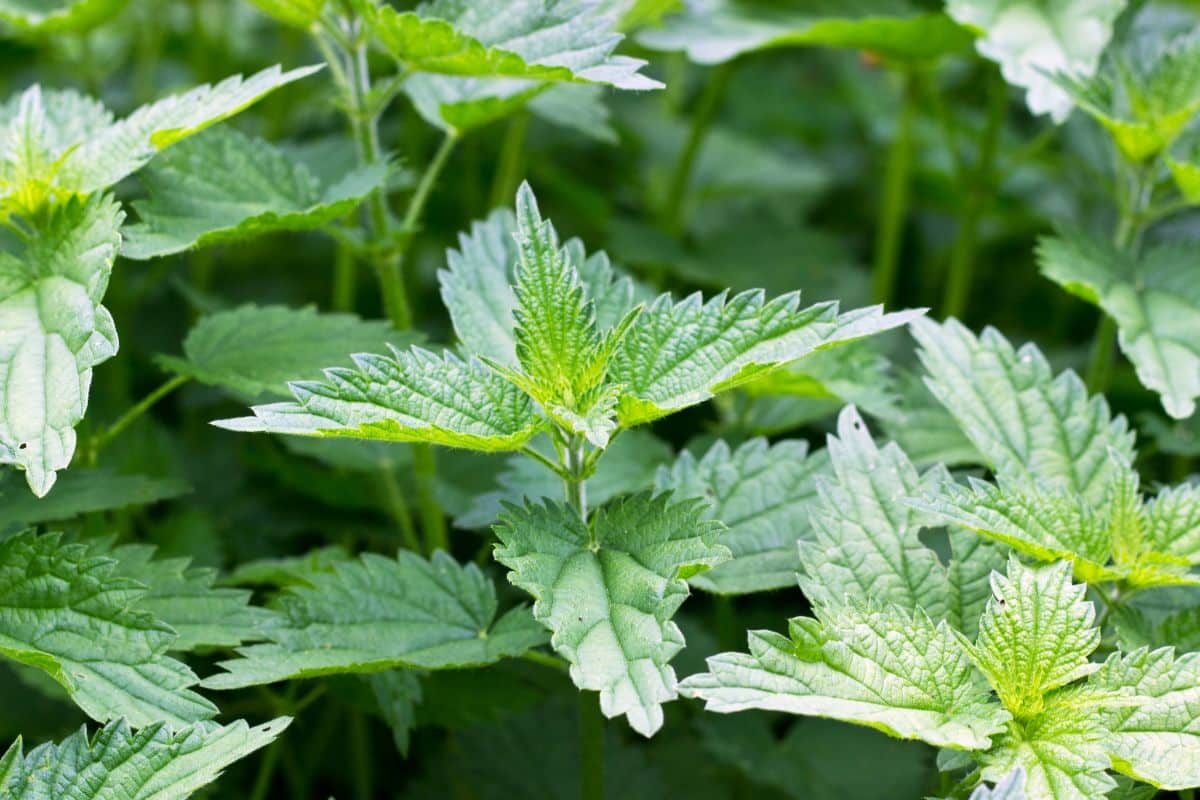 Voici les désherbants naturels ultras puissants et pas cher qui vont éliminer toutes les mauvaises herbes !