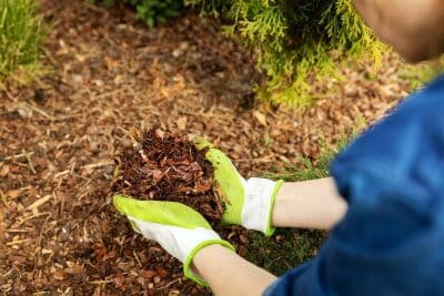 Tout ce qu'il faut savoir pour bien pailler les plantes et arbres du jardin avant le début de l'été