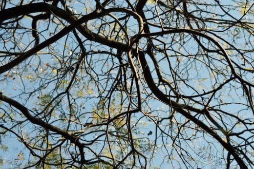 Arbre persistant : 12 Arbres qui ne perdent pas leurs feuilles