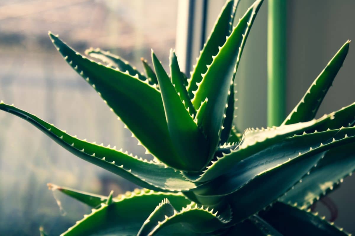 Voici la liste des 8 plantes capables de rafraîchir votre intérieur durant les périodes de fortes chaleurs