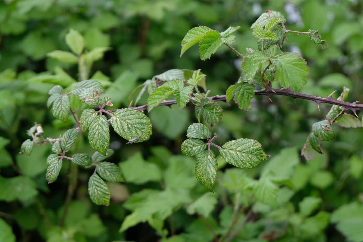 Voici les 10 astuces les plus efficaces pour se débarrasser des ronces dans votre jardin et éviter leur retour