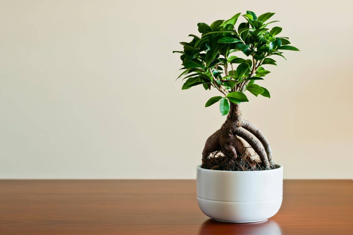 Votre ficus commence à perdre ses feuilles ? 5 conseils pour y remédier facilement