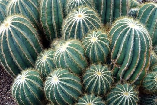 À épingler : 10 plantes ultra-résistantes qui survivent même dans les conditions les plus extrêmes