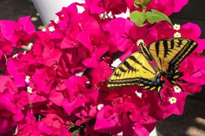 plantes parfaites pour attirer les papillons dans votre jardin cet été