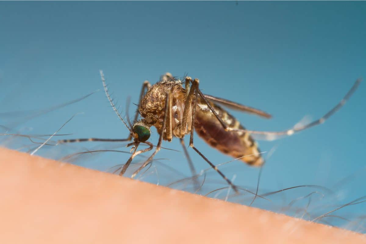 Alerte santé : les moustiques porteurs de la dengue sont-ils de retour en France en 2023 !