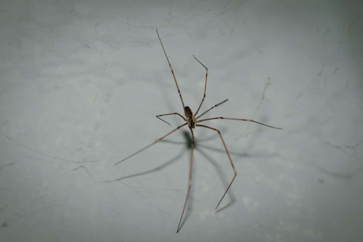 Araignées indésirables ? Attendez de voir les bénéfices étonnants de les laisser tranquilles chez vous !