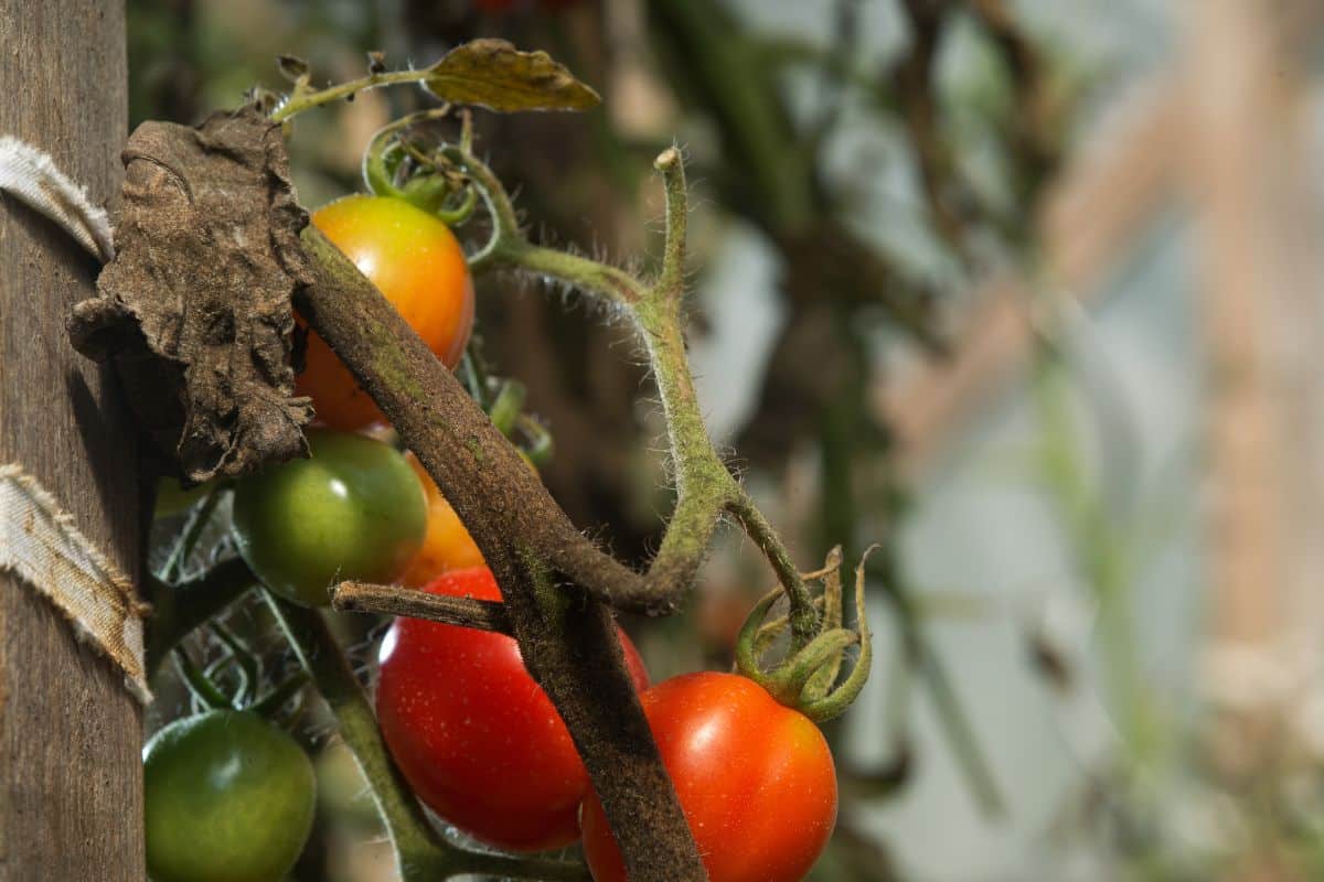 Comment protéger vos tomates au potager face à l'arrivée du mildiou ?  8 conseils malins