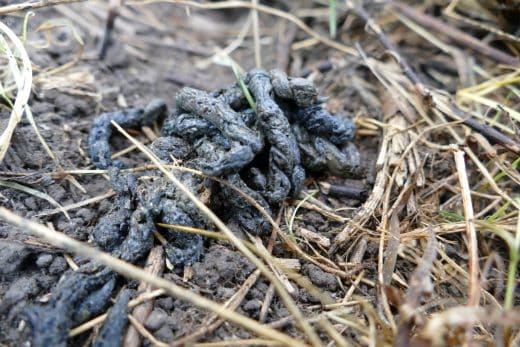 À épingler : Crotte de fouine : comment la reconnaître et que faire ?