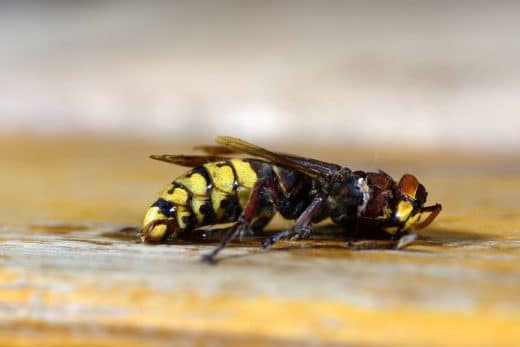 À épingler : Découvrez pourquoi écraser un frelon asiatique peut entraîner des conséquences désastreuses