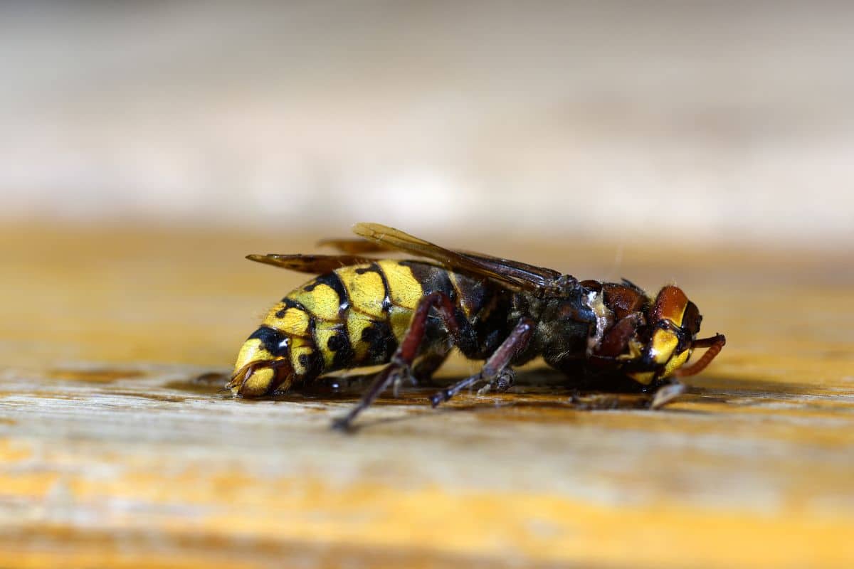 Découvrez pourquoi écraser un frelon asiatique peut entraîner des conséquences désastreuses