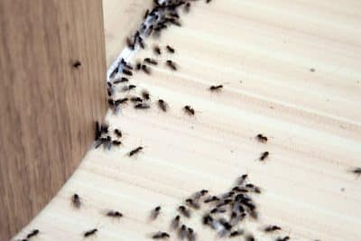 Éliminez les fourmis de votre jardin en un temps record grâce à cette méthode révolutionnaire en moins de 20 secondes !