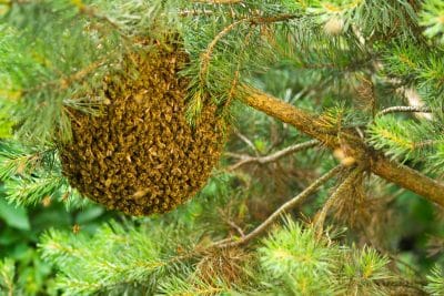 Essaim d'abeilles : les 3 choses à ne surtout pas faire si vous en trouvez un chez vous