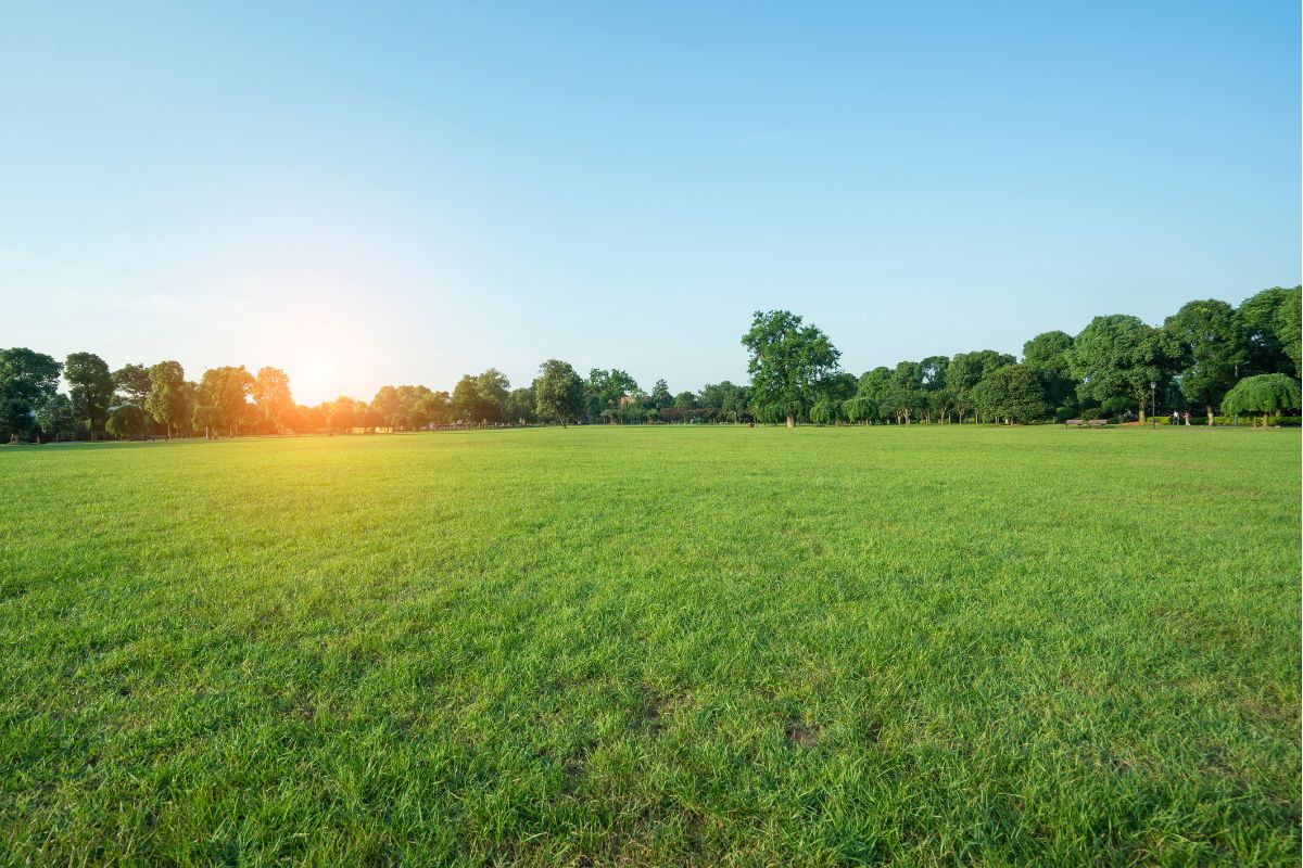 Garder une pelouse verte tout l'été malgré les fortes chaleurs, c'est possible grâce à ces 10 astuces